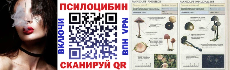 наркотики  Алейск  Псилоцибиновые грибы Psilocybine cubensis 